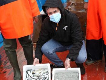 Pesca della sardella, la Regione dà il via alla campagna sperimentale