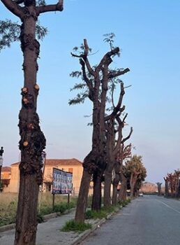 Stop capitozzature selvagge. Si rispetti regolamento comunale. La denuncia di Lamezia Bene Comune 