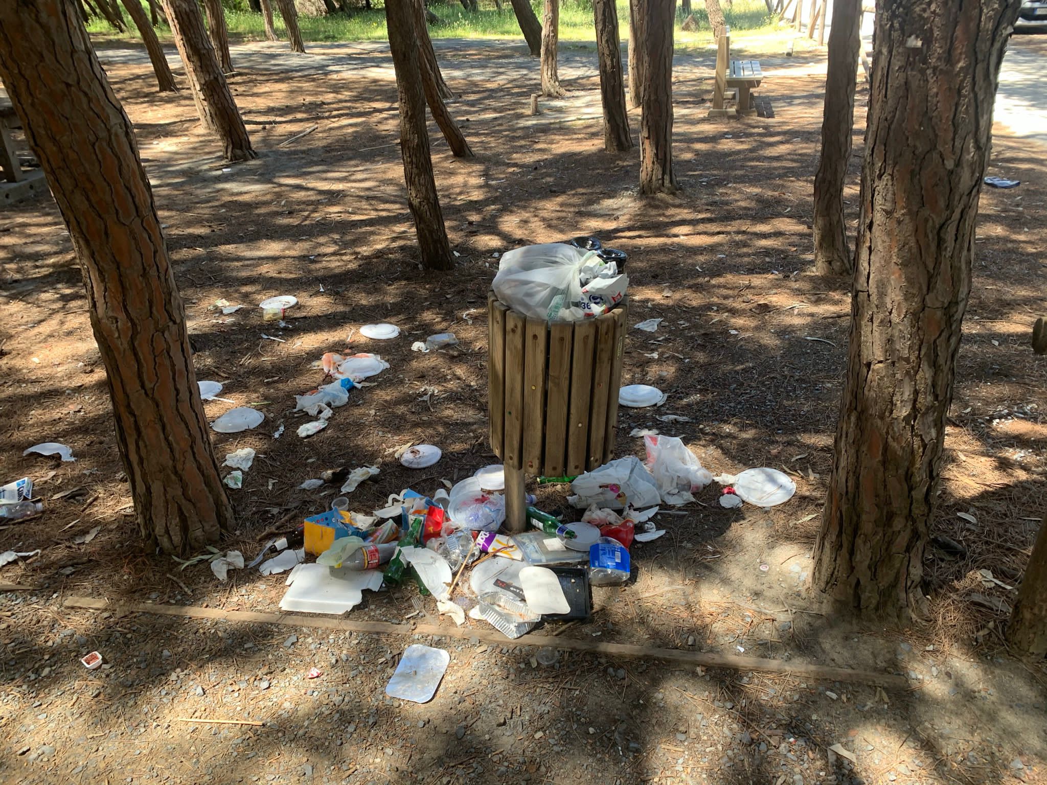 Lamezia Terme, Antonietta d'Amico: "Chiedo a terna commissariale di provvedere a pulizia spiaggia, pineta attigua e installazione pedane" Lamezia Terme, Antonietta d'Amico: "Chiedo a terna commissariale di provvedere a pulizia spiaggia, pineta attigua e installazione pedane"