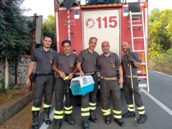 Lamezia Terme, Vigili del Fuoco salvano una gattina di quartiere bloccata su un albero