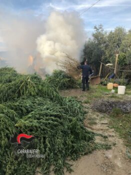 Lamezia Terme, sequestrate e distrutte oltre 900 piante di canapa