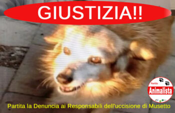 Cane ucciso dai petardi a Crotone, il Partito Animalista Italiano chiede al comune divieto botti e petardi fino al 2 gennaio