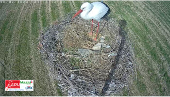 Lipu Rende, installata in Calabria la prima Webcam live presso un nido di Cicogna bianca