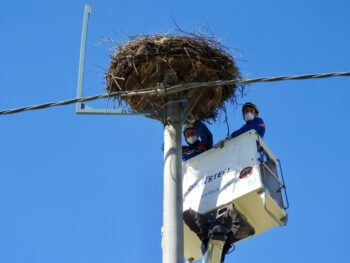 Lipu Rende, installata in Calabria la prima Webcam live presso un nido di Cicogna bianca