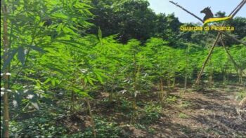 Sequestrata nel vibonese piantagione di marijuana