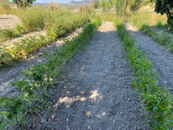 Settemila mq irrigati abusivamente a Germaneto, scatta il sequestro