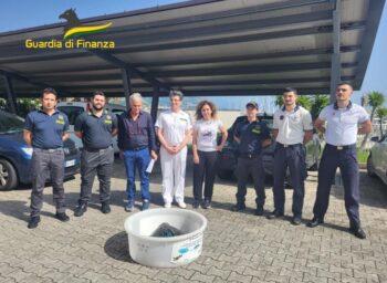 Salvata al largo di Paola una tartaruga Caretta Caretta