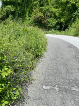 Disagi sulla strada provinciale che collega Martirano Lombardo a Lamezia, la denuncia dell’associazione “Una voce tante voci”