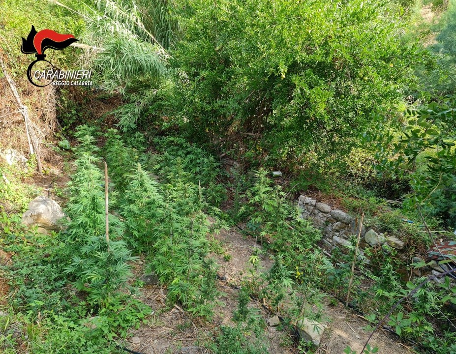 Roccella Jonica, carabinieri rinvengono piantagione di canapa indiana