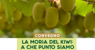 Unirc Moria Del Kiwi 