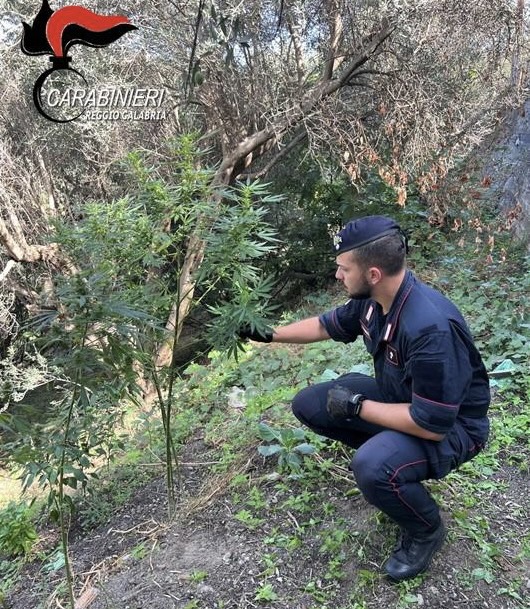 Arrestati nel reggino due coltivatori di marijuana