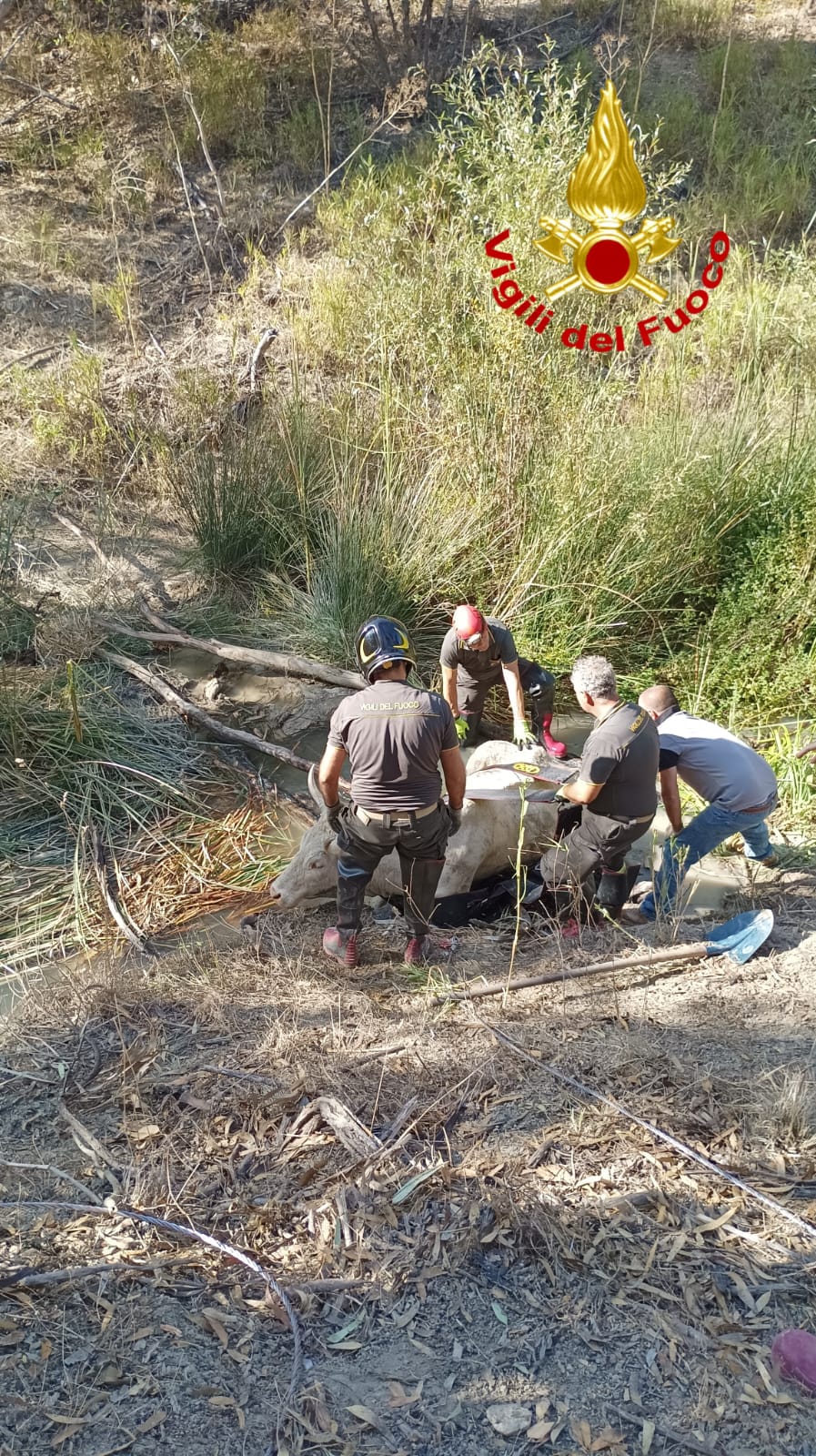Bovino cade in dirupo a Cutro, salvato dai vigili del fuoco