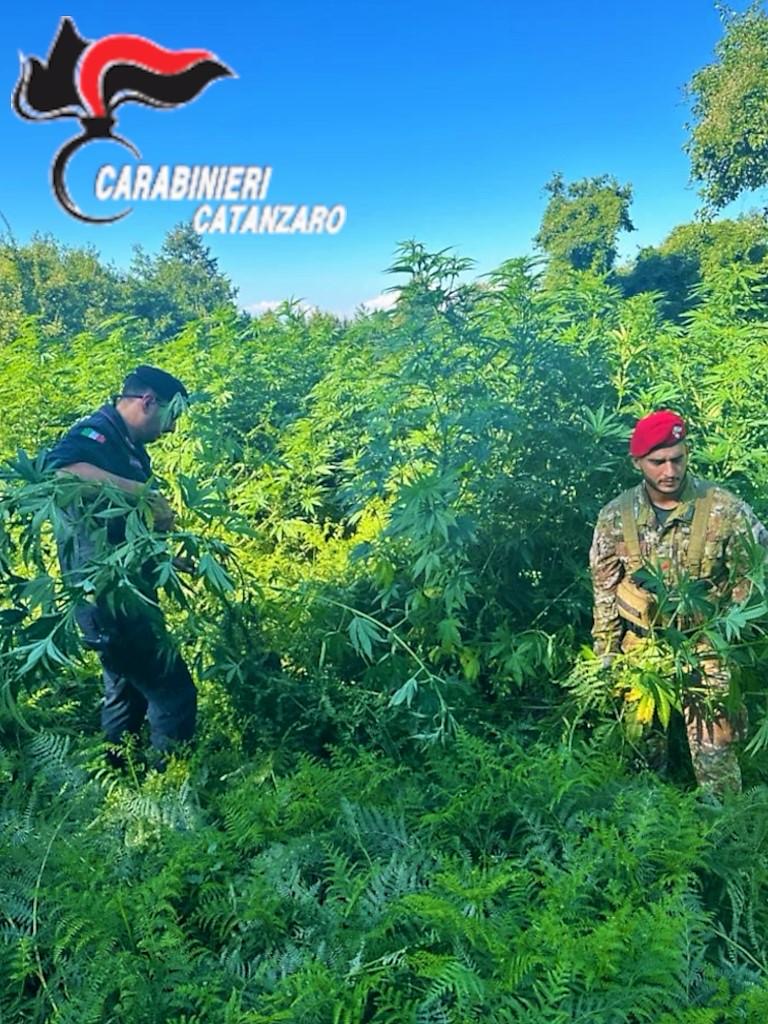 Operazione antidroga nel lametino, 14 arresti - VIDEO