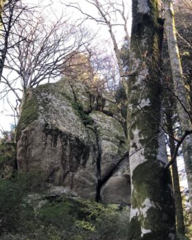 L’associazione Edrevia in visita nella fiabesca e monumentale Abetaia di Serra San Bruno