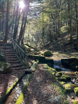 L’associazione Edrevia in visita nella fiabesca e monumentale Abetaia di Serra San Bruno