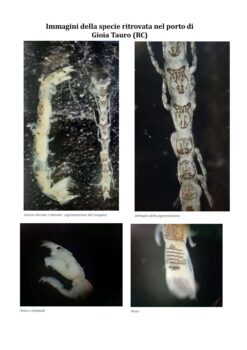 Arpacal, rinvenuta nuova specie marina nelle acque del porto di Gioia Tauro