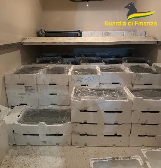 Guardia di finanza sequestra oltre 800 chili di bianchetto nel cosentino