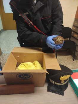 A Maida i Carabinieri soccorrono e salvano due specie protette: una “civetta” ed una “tortora orientale dal collare”