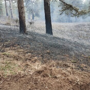 Giornate di caldo, incendi di vegetazione nel catanzarese