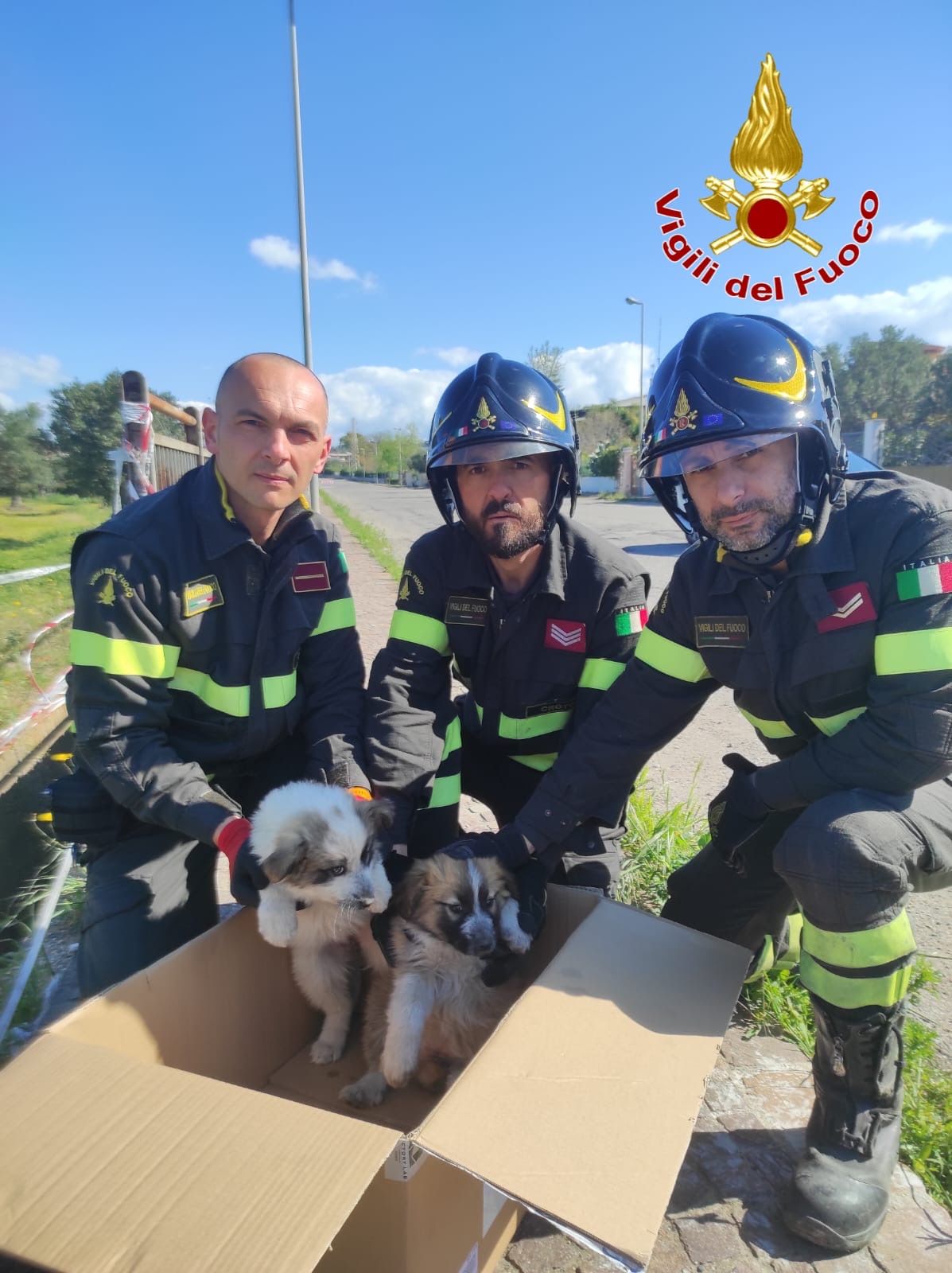 Isola di Capo Rizzuto, vigili del fuoco salvano due cuccioli di cane caduti in canalone