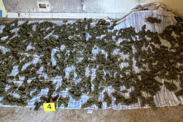 Sinopoli, arrestato per spaccio: la Polizia di Stato sequestra oltre 8 kg di marijuana
